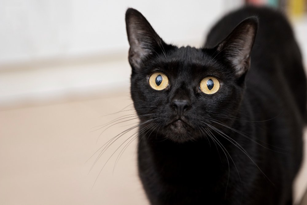 black cat breeds