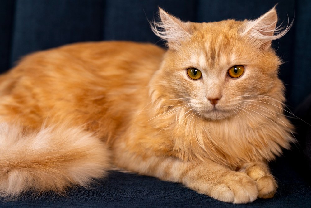 big fluffy cat breeds