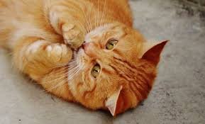 are orange cats always male