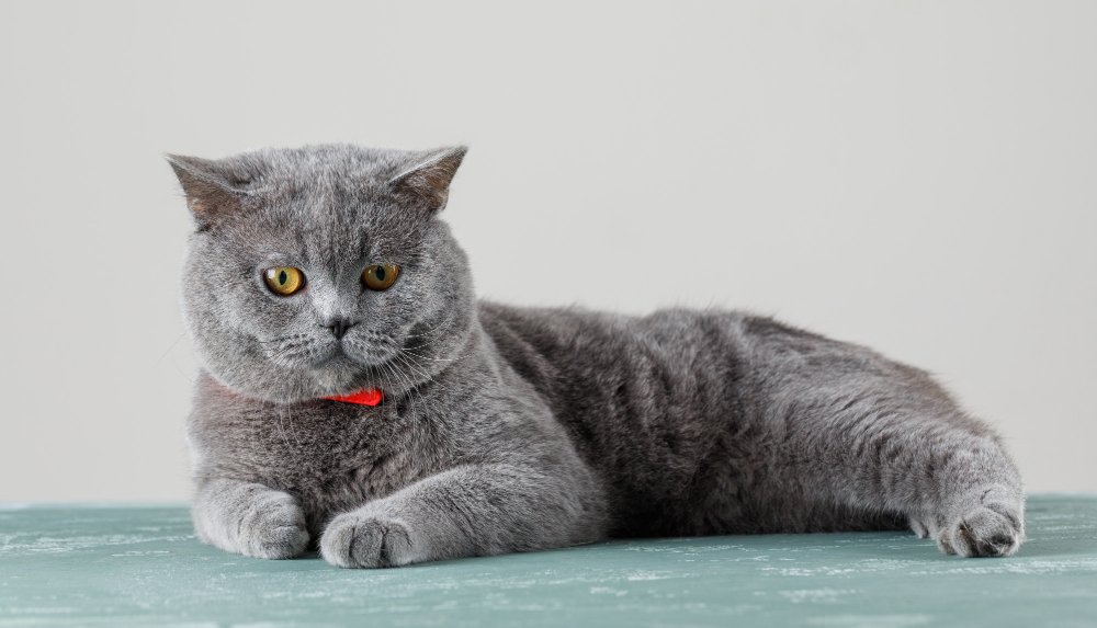 grey cat breeds
