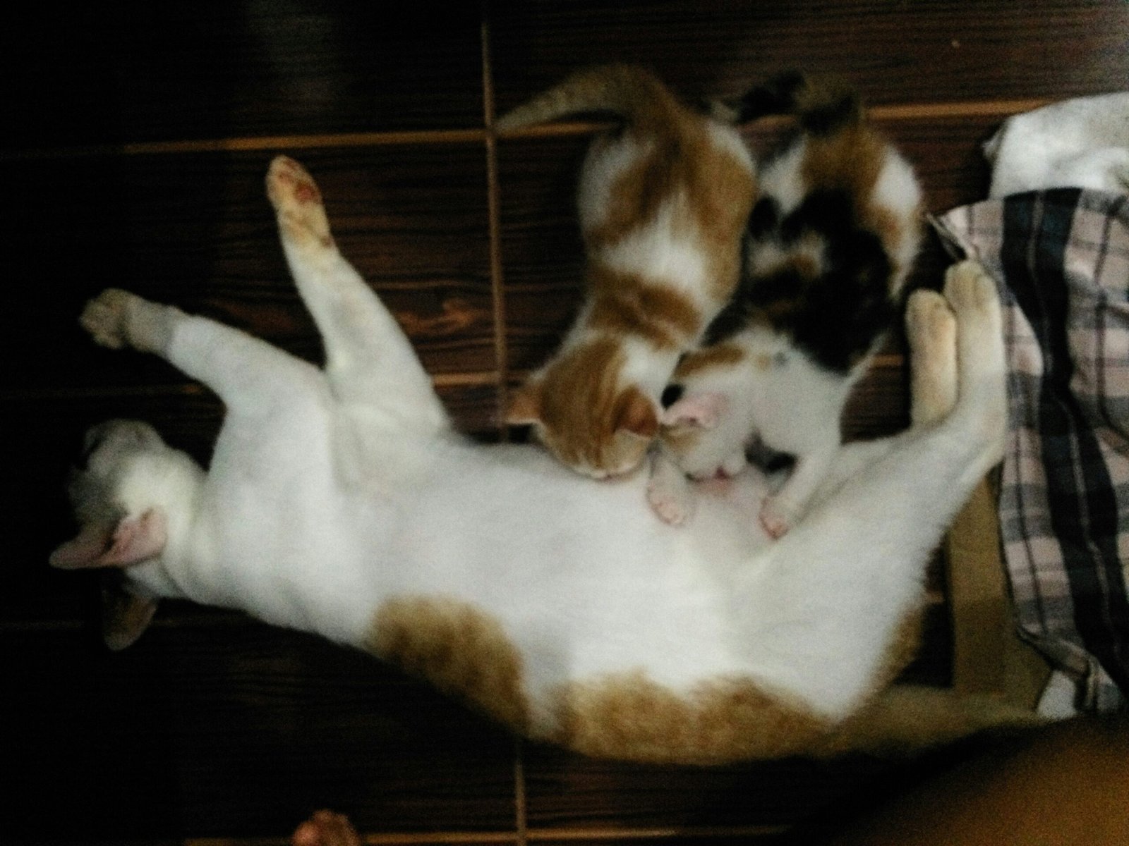 pregnant cat stages
