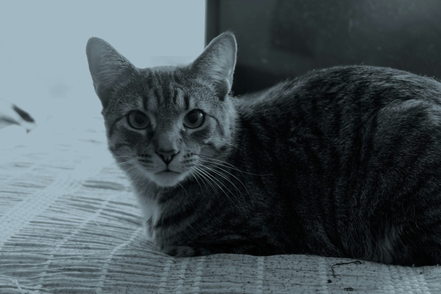 how old is my cat in human years