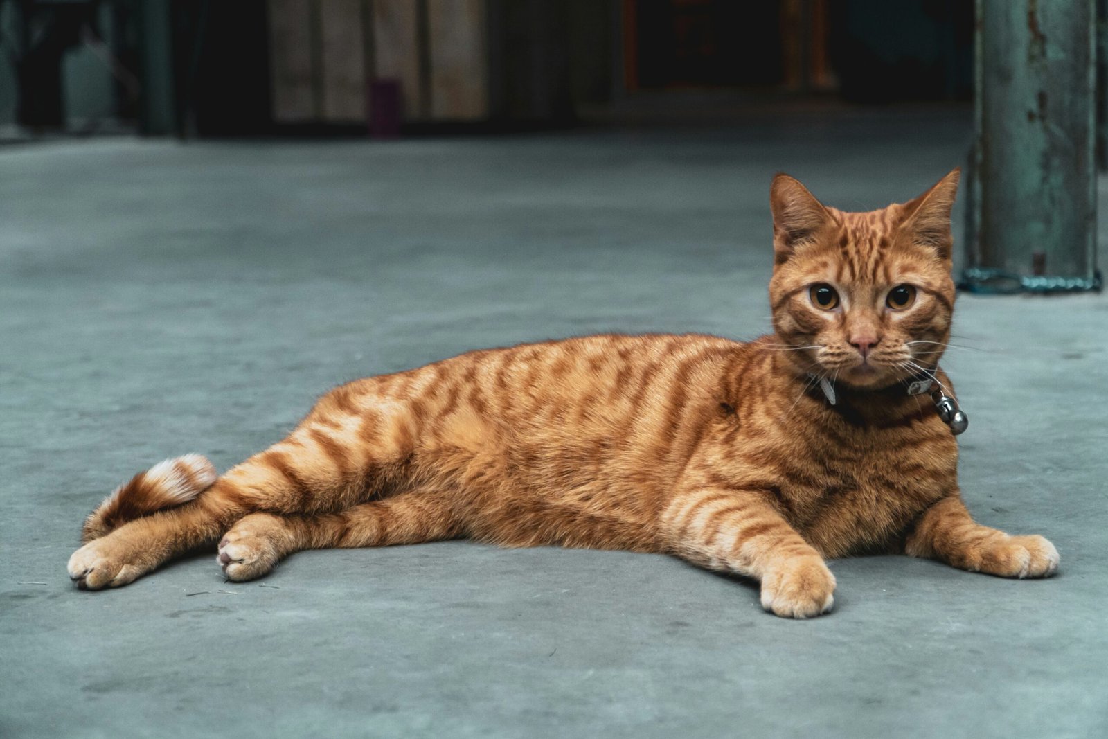 how long are cats pregnant