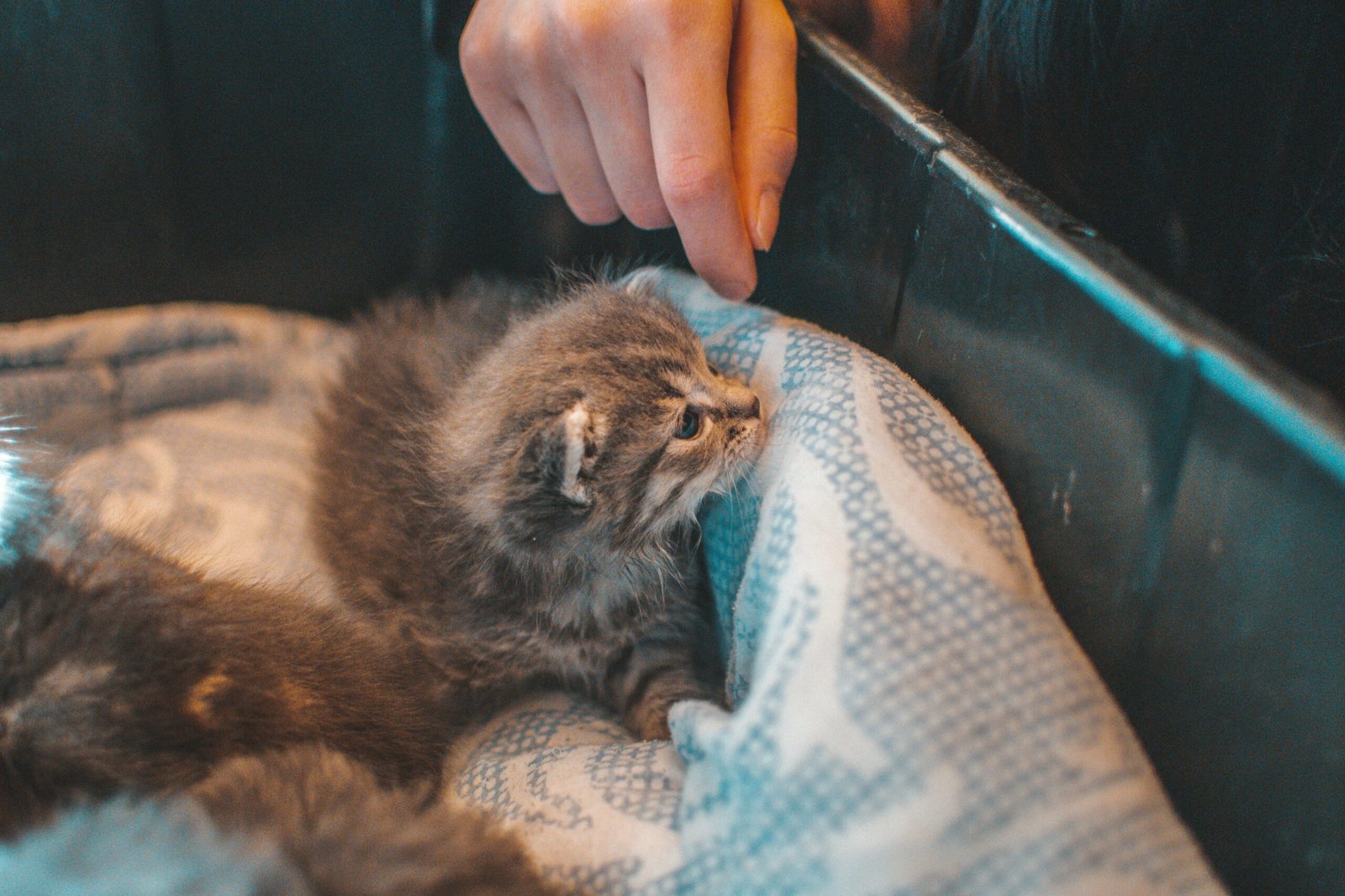 how to take care of a kitten