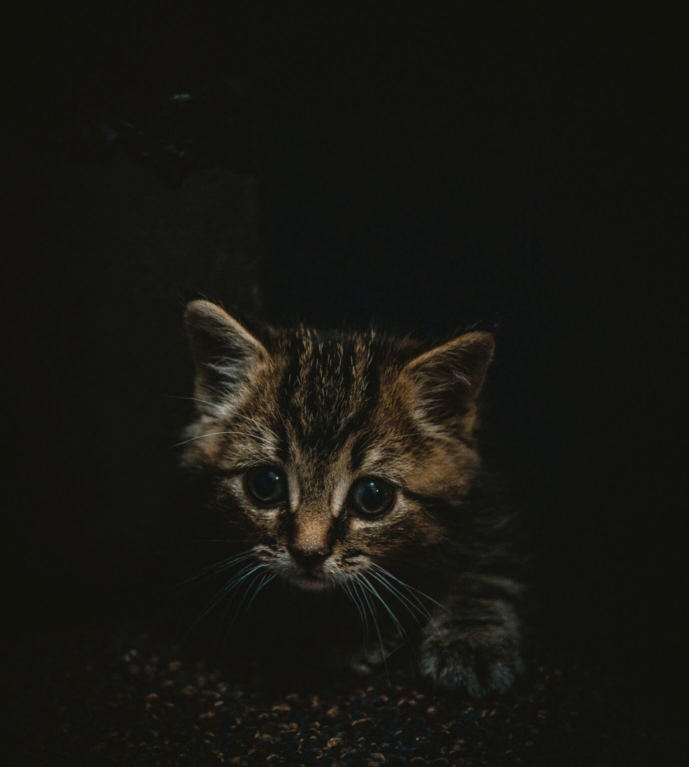 2 month old kitten