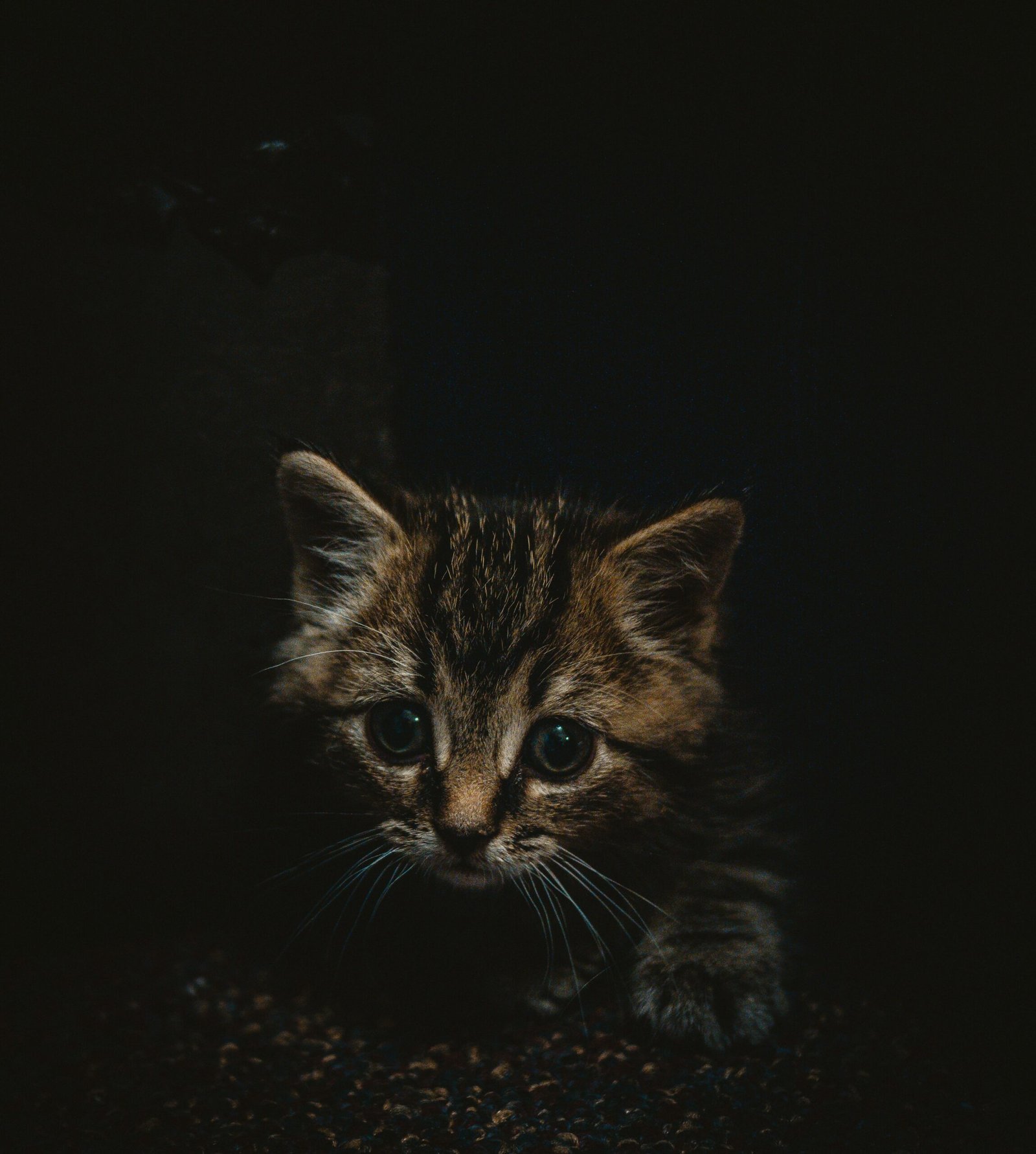 2 month old kitten