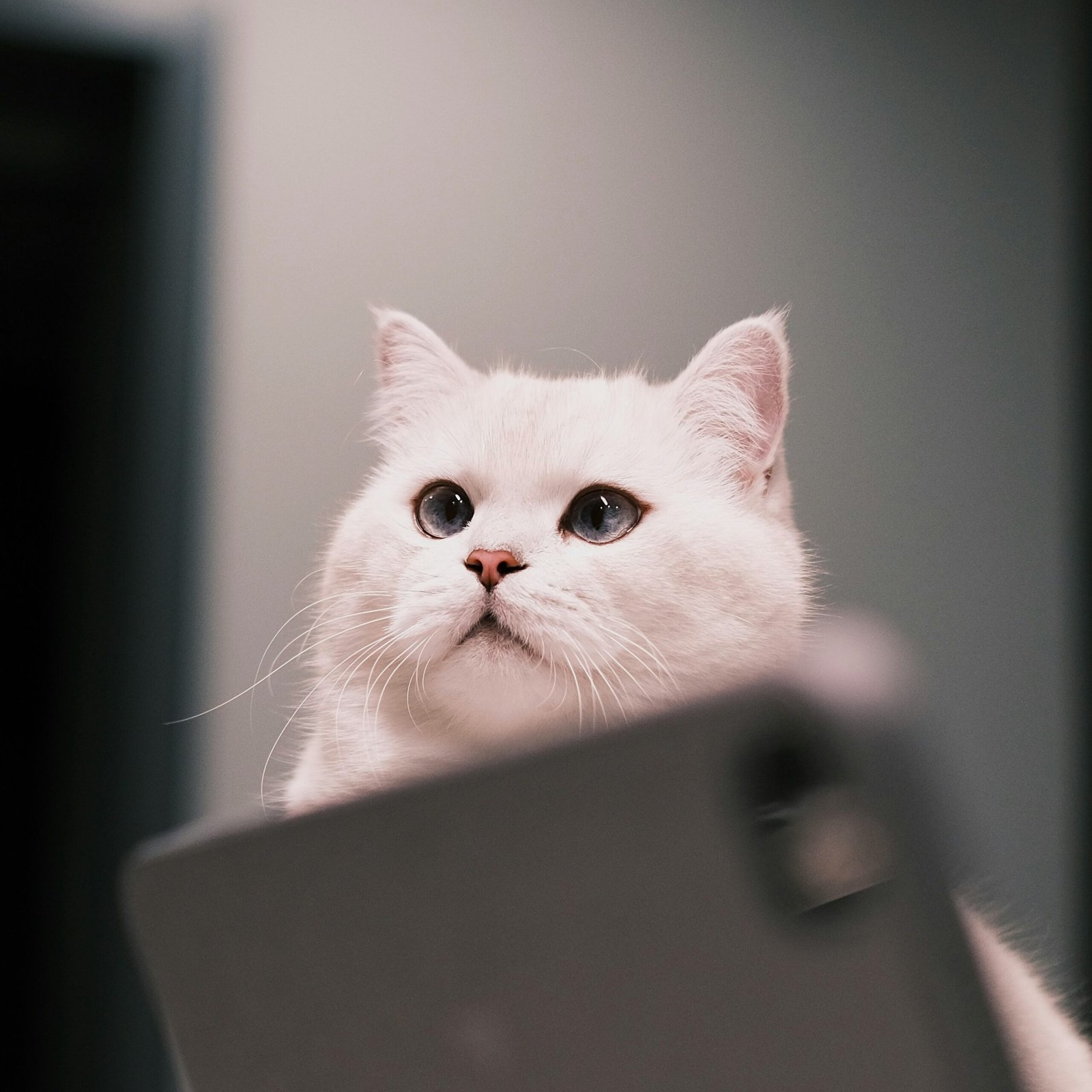 domestic shorthair cat