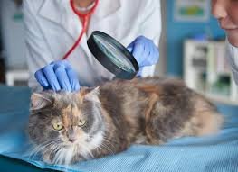 flea treatment for kittens