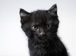 black cat breeds