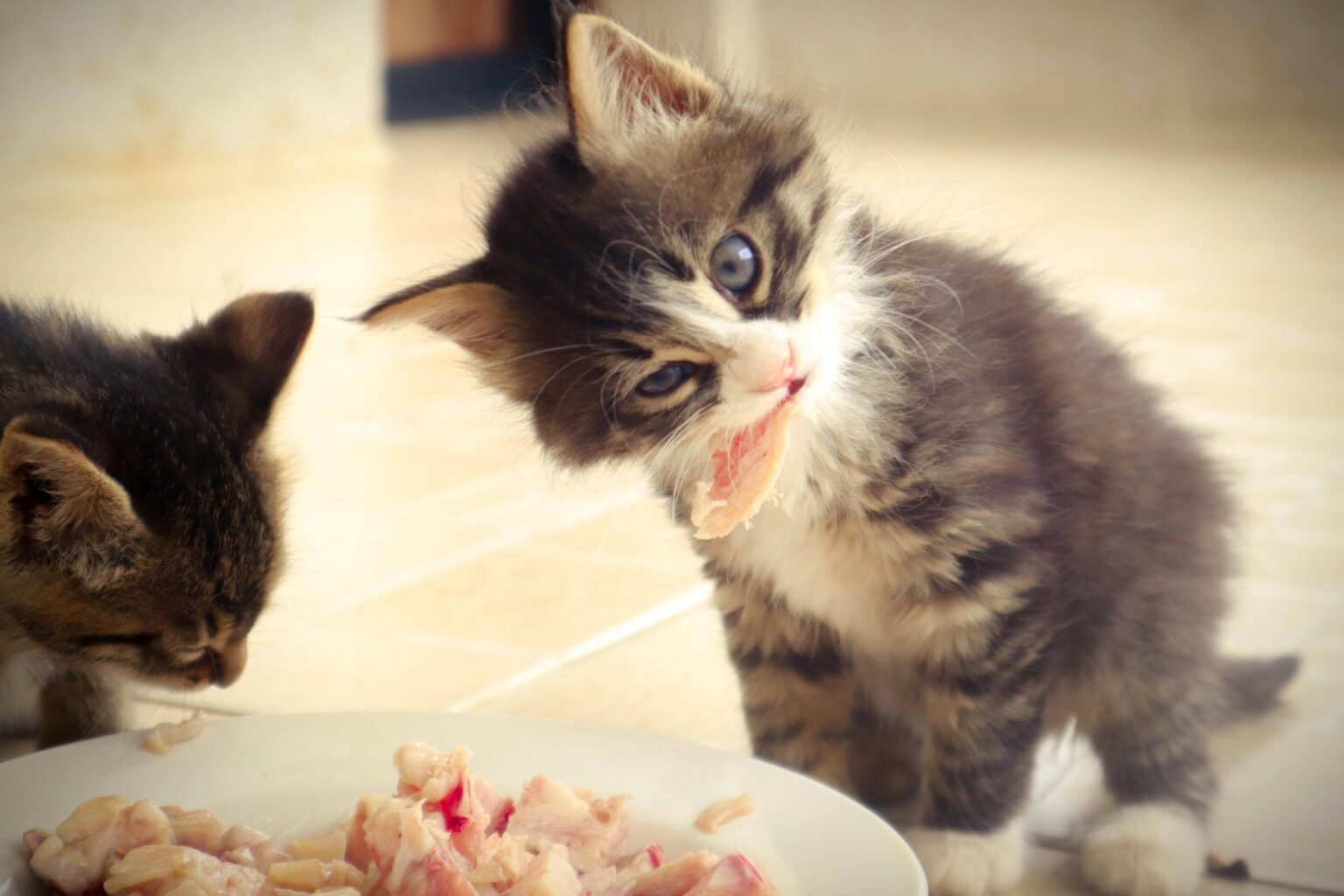 what to feed kittens