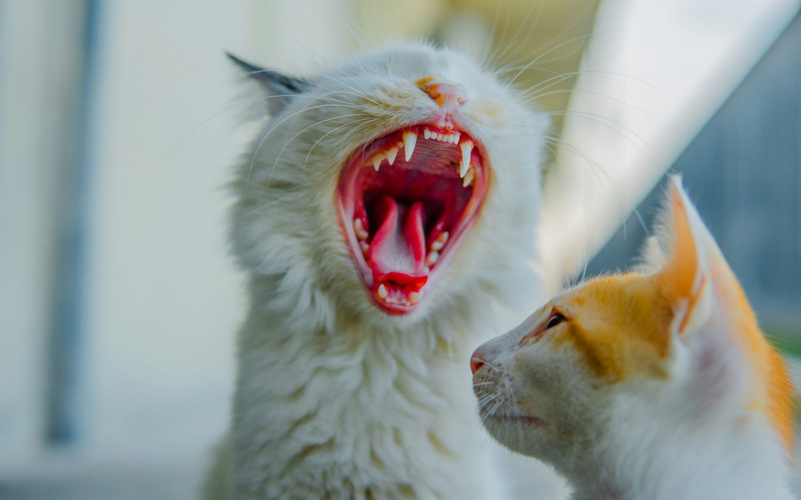 hypoallergenic cats