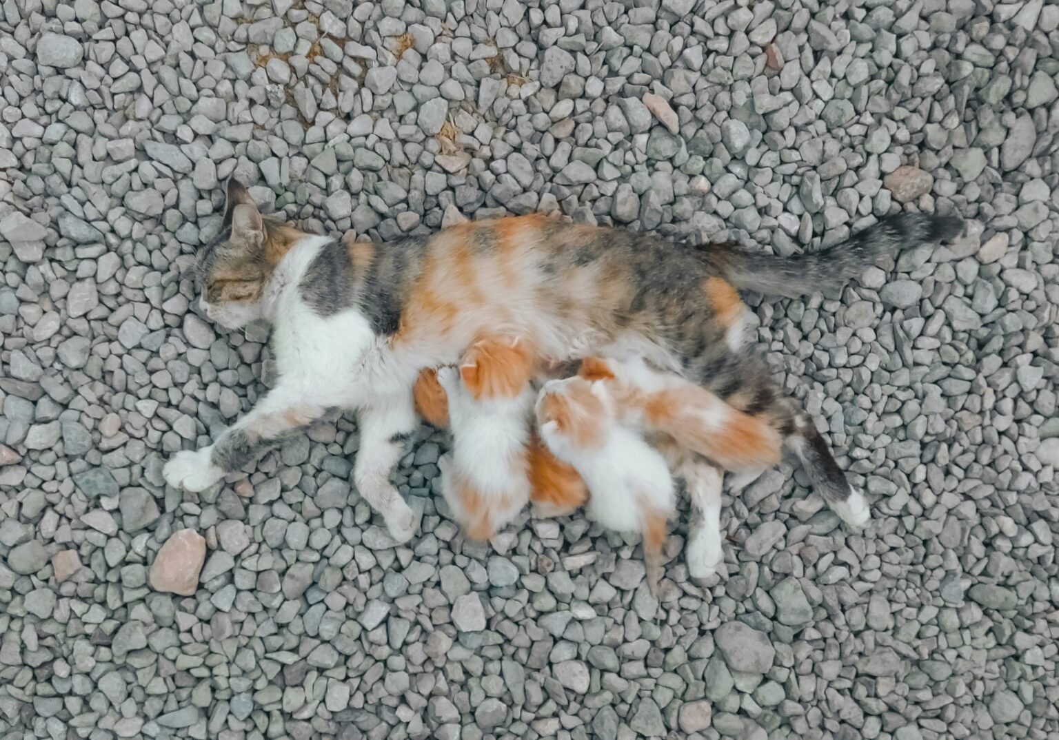 pregnant cat stages