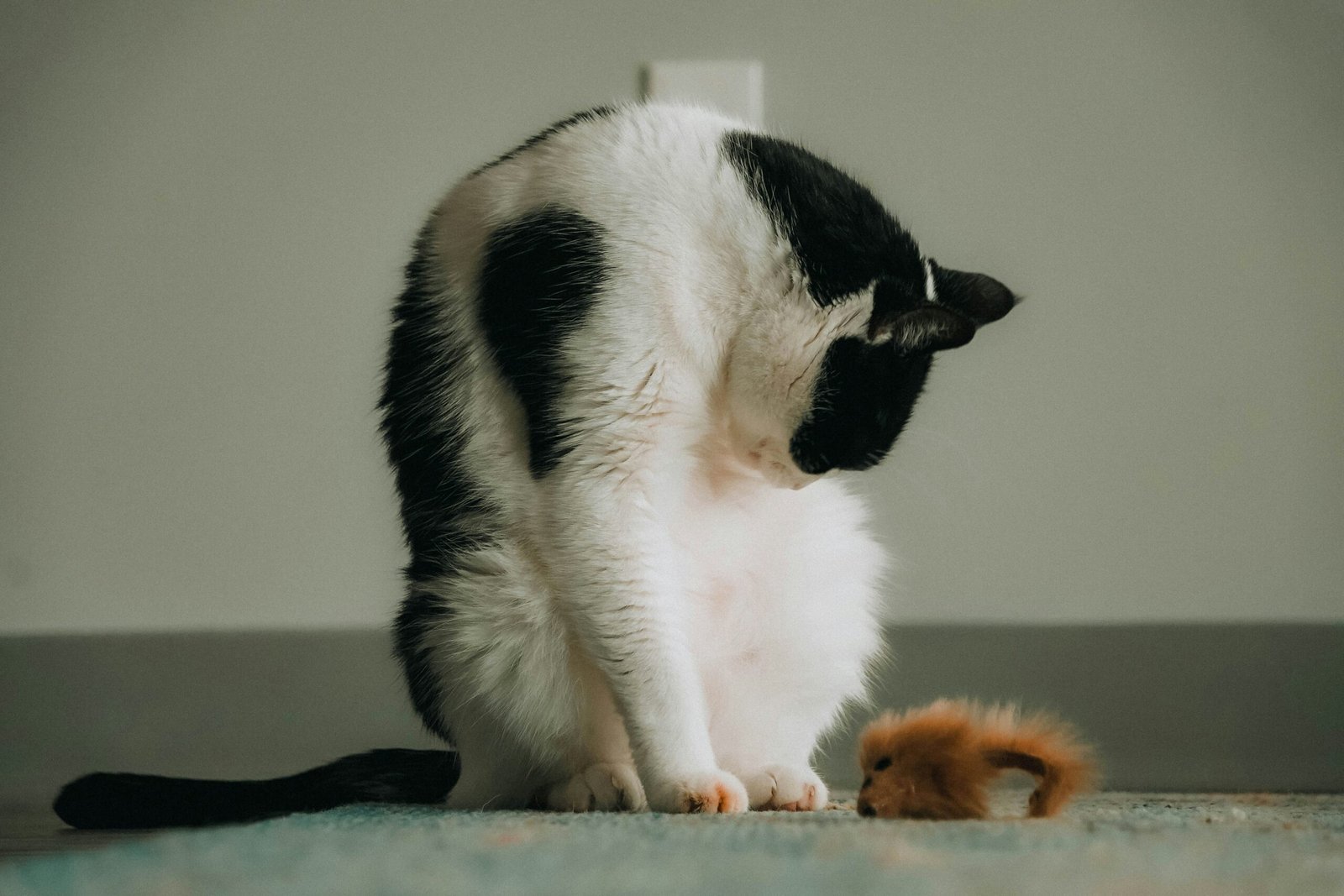 how to tell if a cat is pregnant
