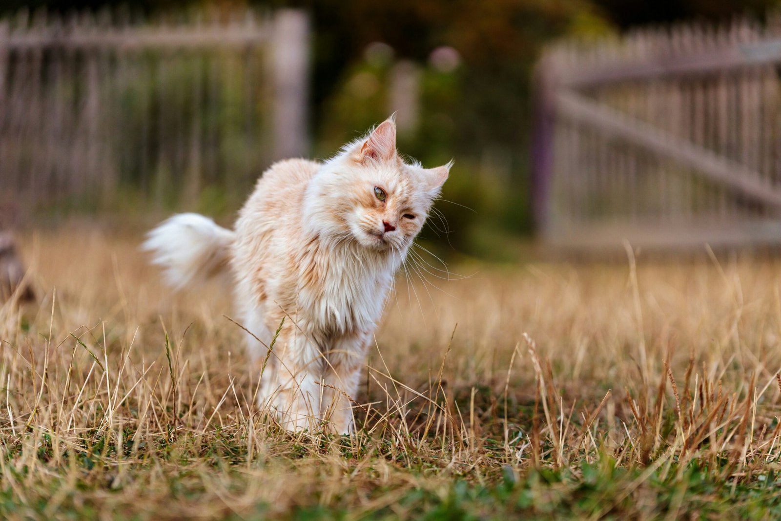 fluffy cat breeds
