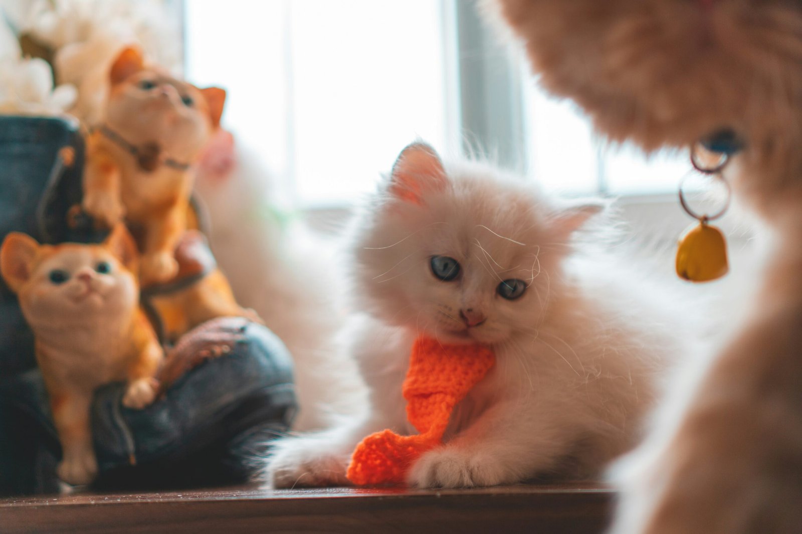 Care Tips for a 2 month old kitten