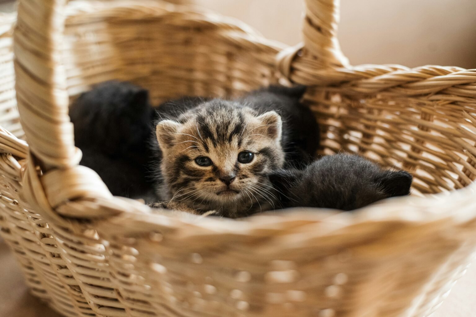 kitten feeding schedule