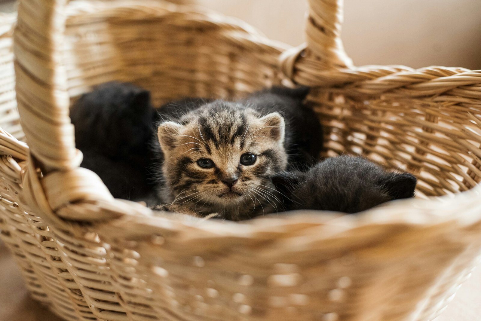 kitten feeding schedule