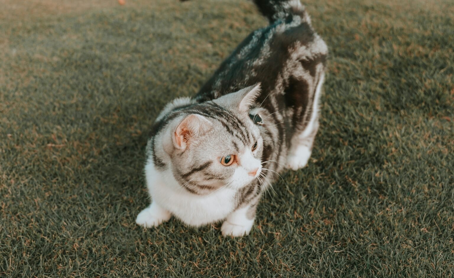 What Breed Is My Cat