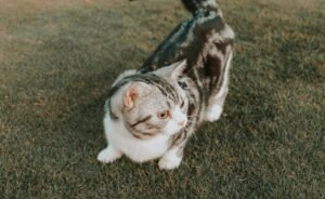 What Breed Is My Cat