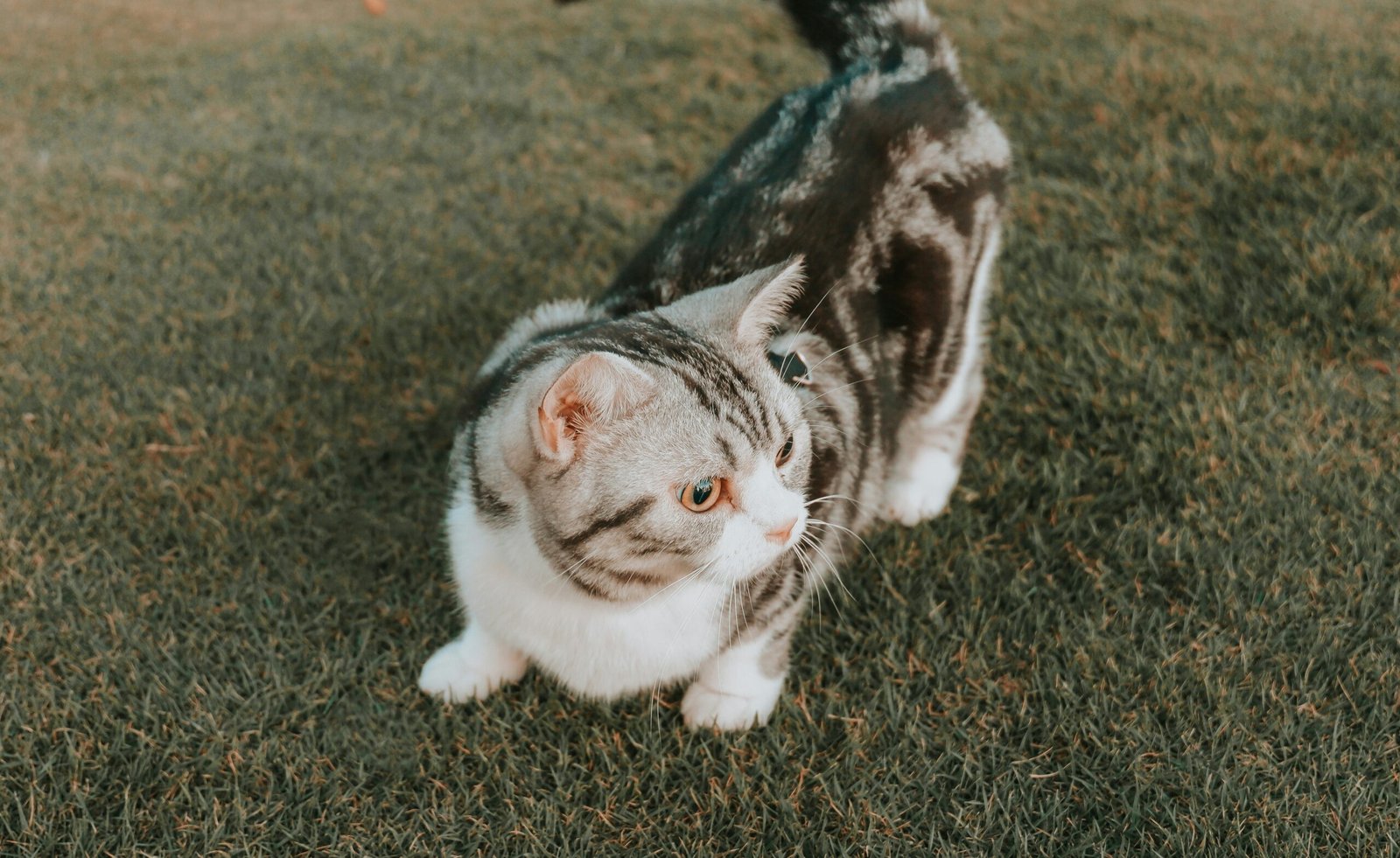 What Breed Is My Cat