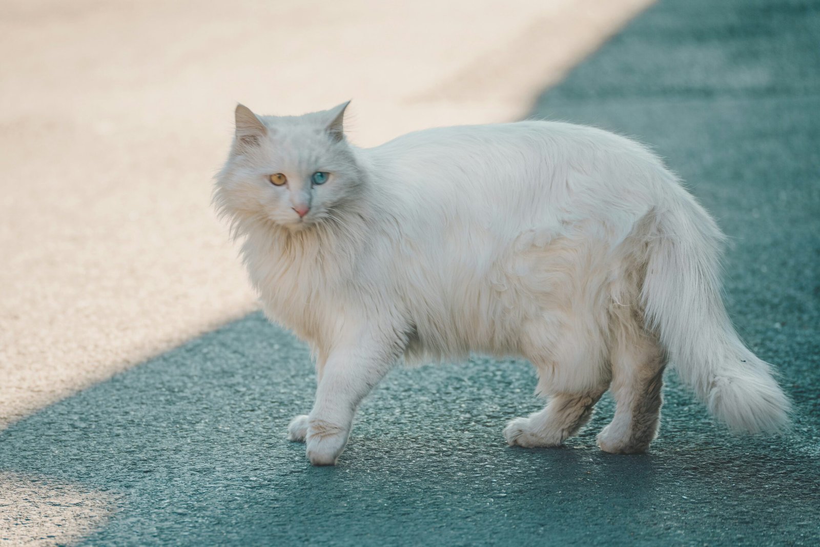 cat breed identifier