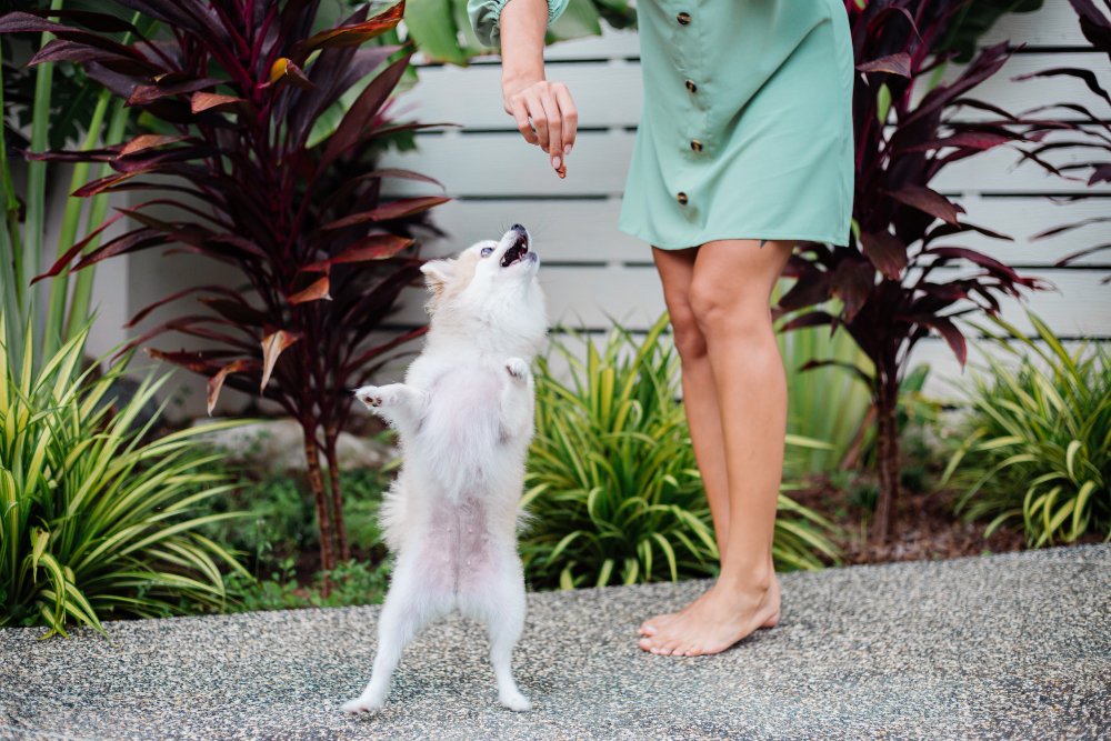 why do dogs lick your feet