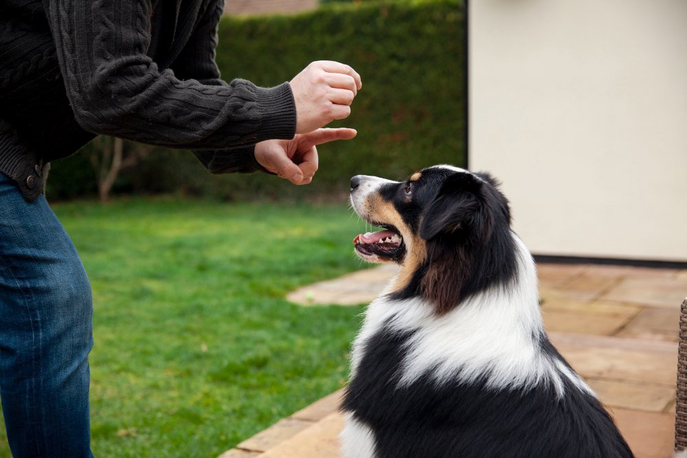 why do dogs lick your feet