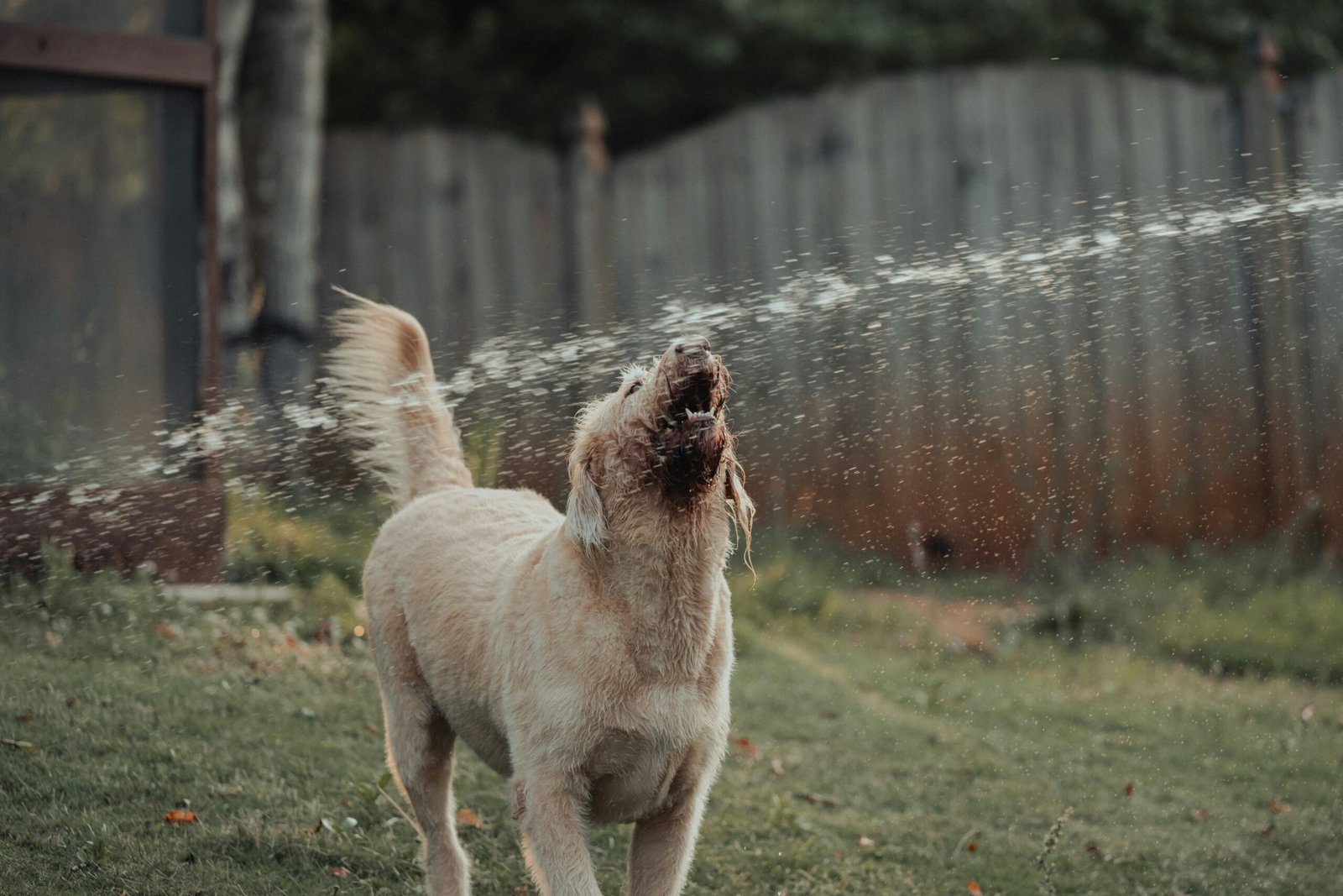 why is my dog shaking
