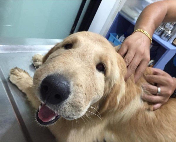 dog bee sting