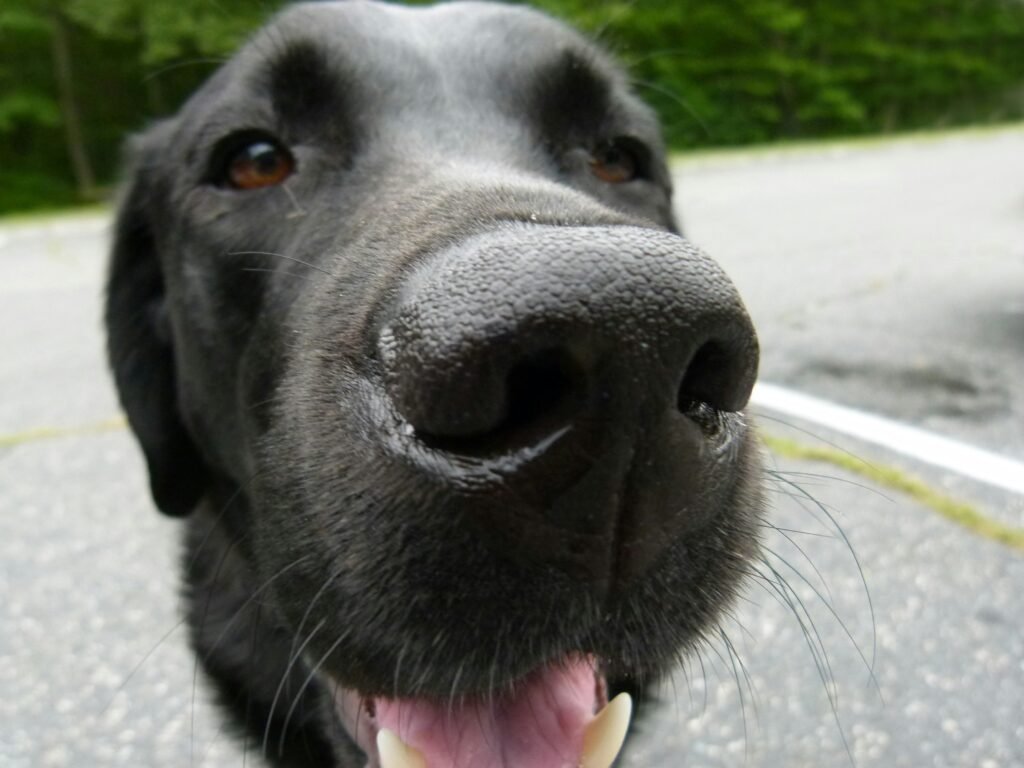 why does my dog smell like fish