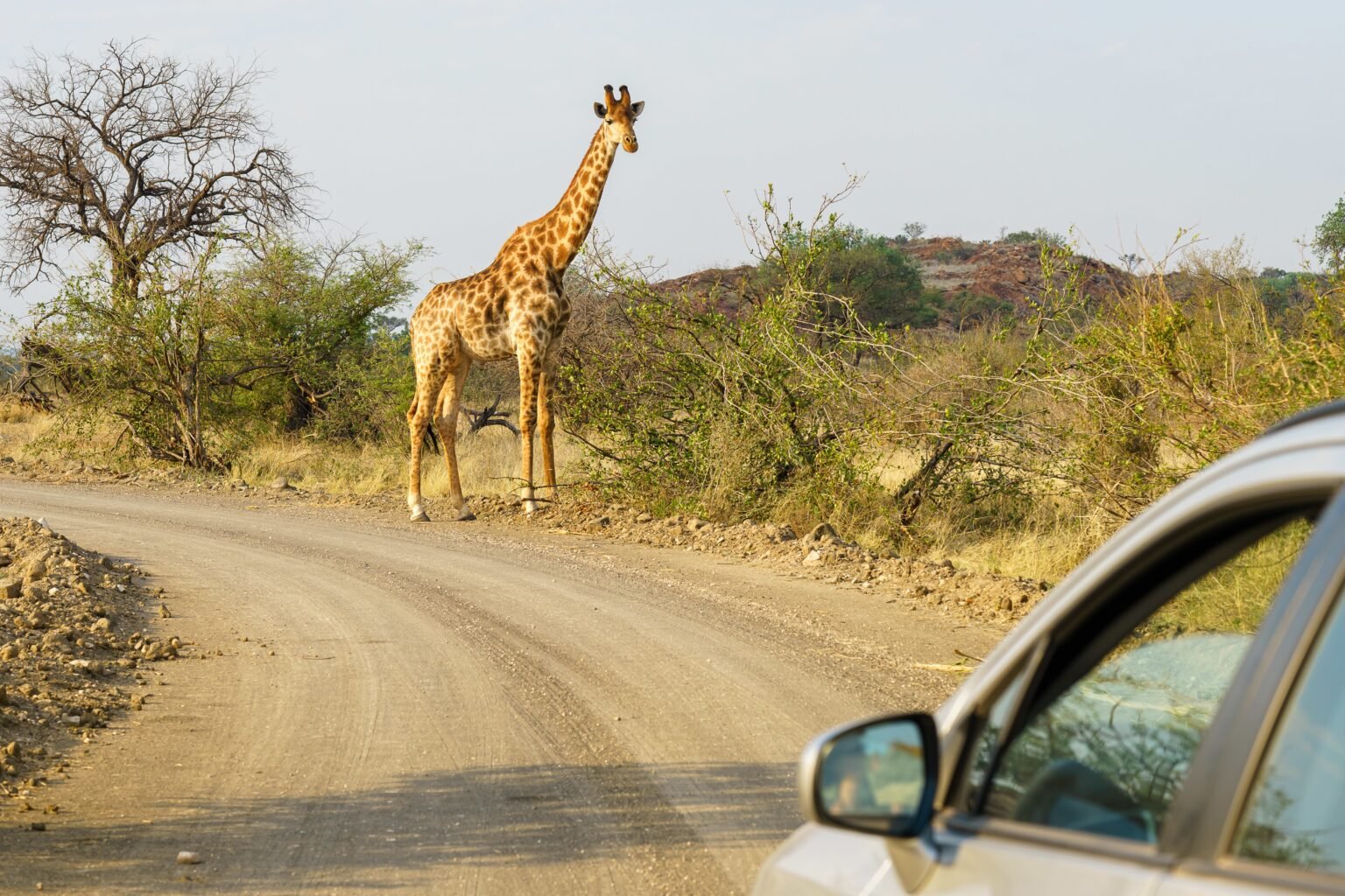 drive-through safari uk