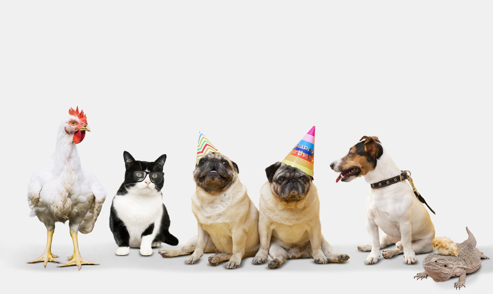 10 domestic animals name