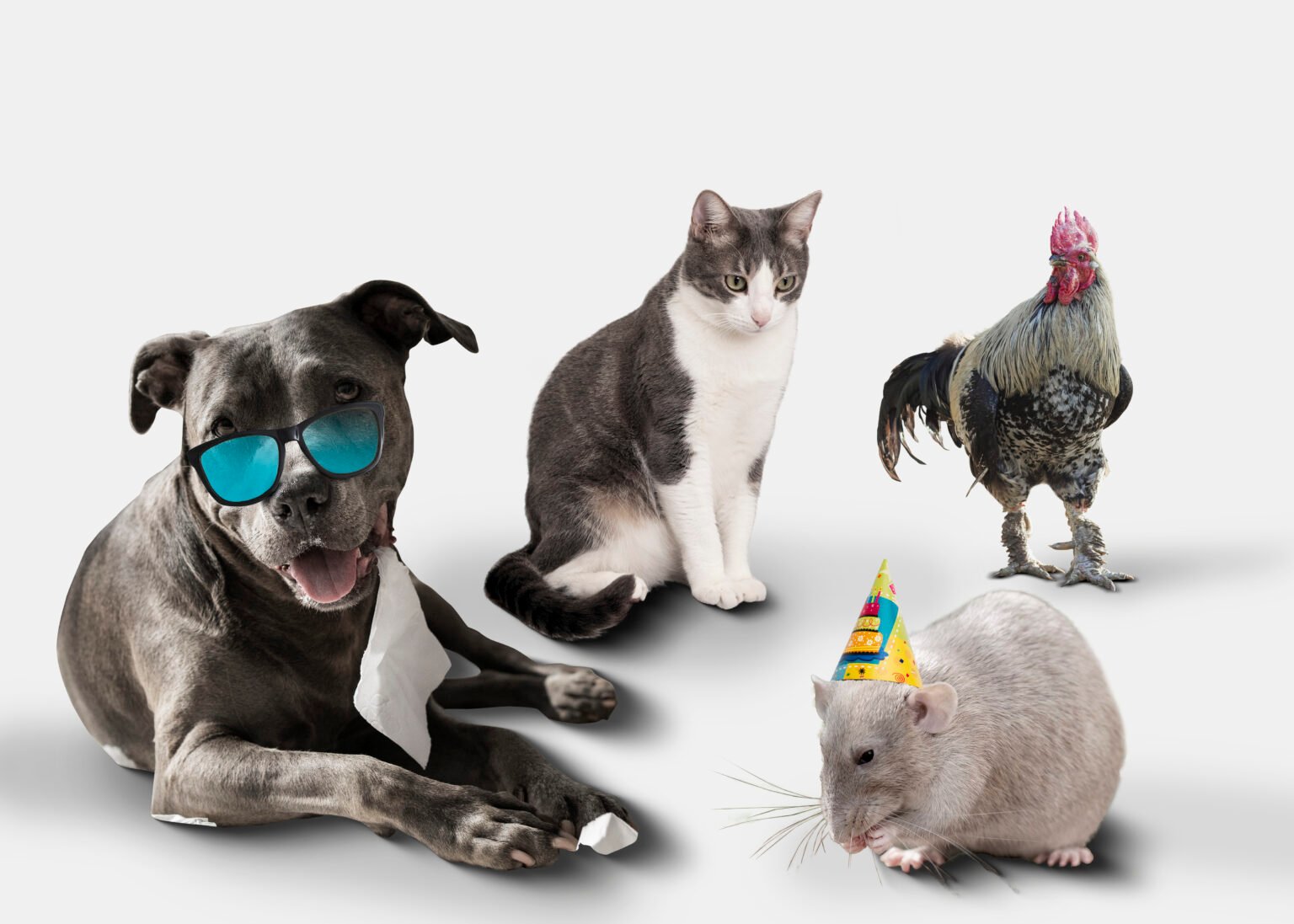 50 reasons why dogs are better than cats