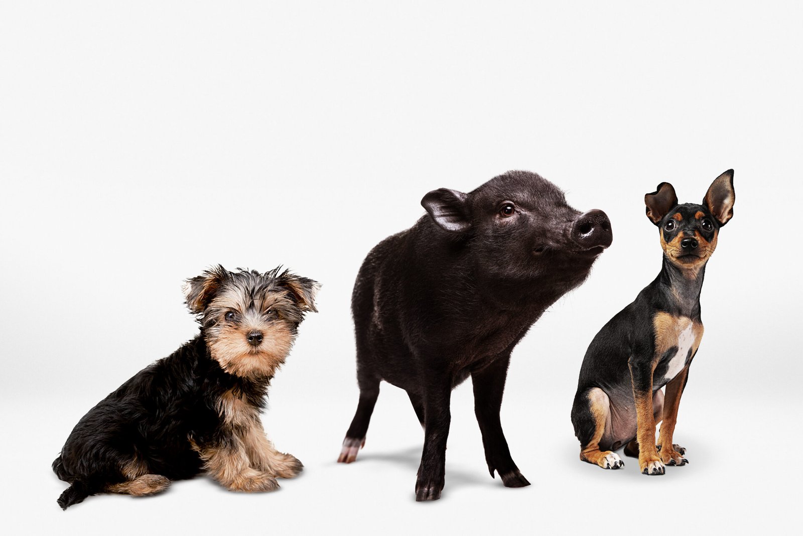 10 domestic animals name