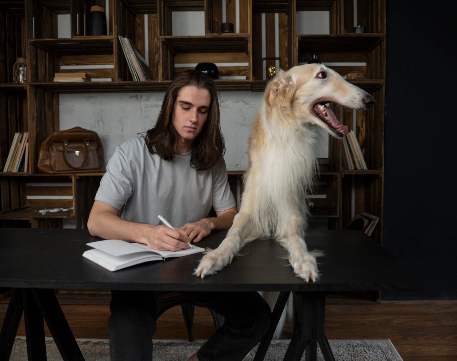 10 reasons why dogs are better than cats