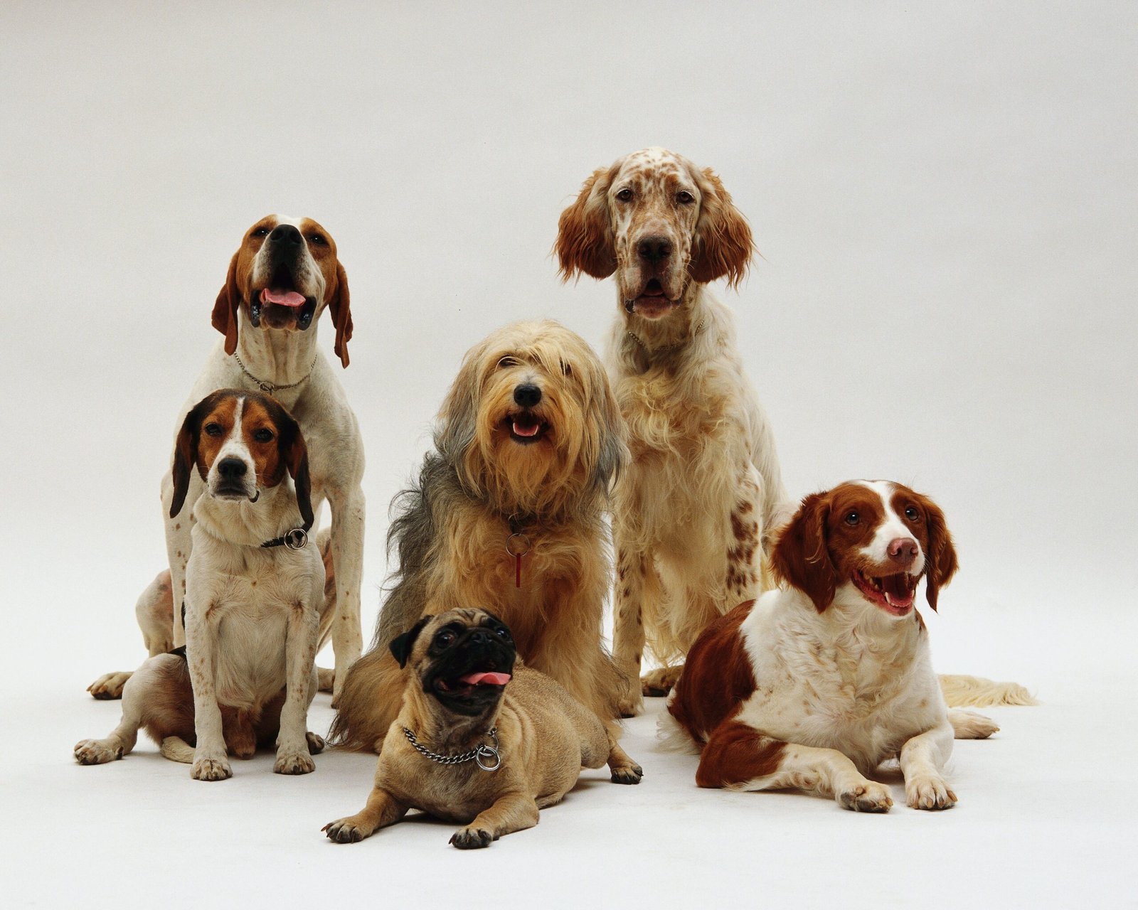 7 types of dog groups