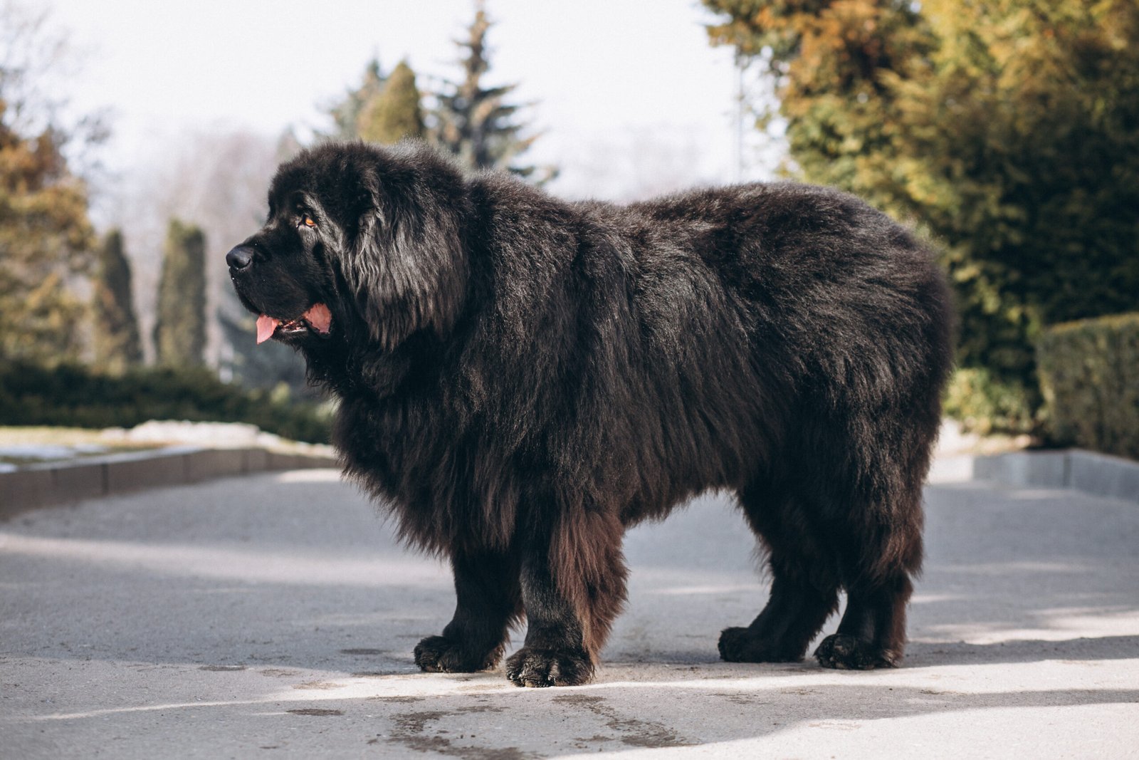 largest dog breeds