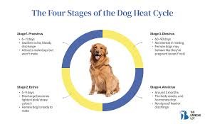 dog heat cycles