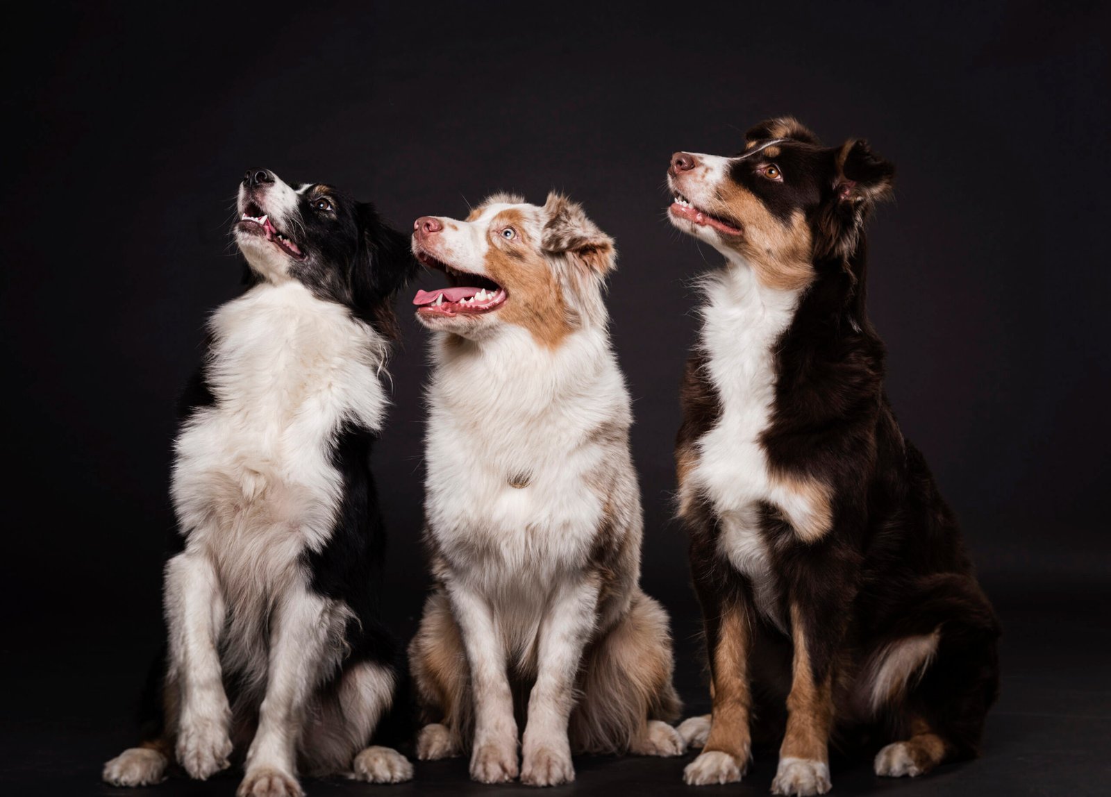 7 types of dog groups