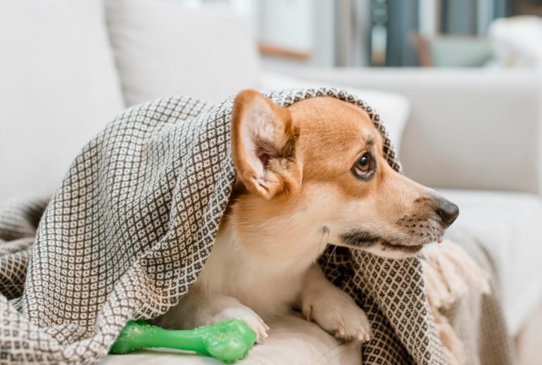 "Why is my dog sneezing so much?"
