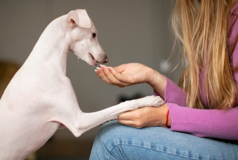 "why does my dog lick my feet?"