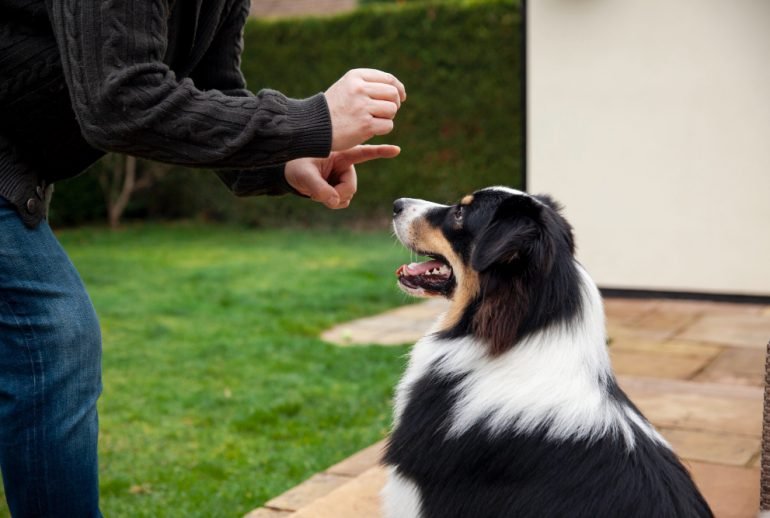 why do dogs lick your feet