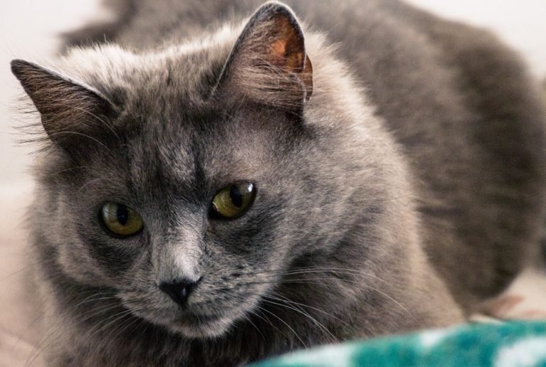 25924 grey cat breeds