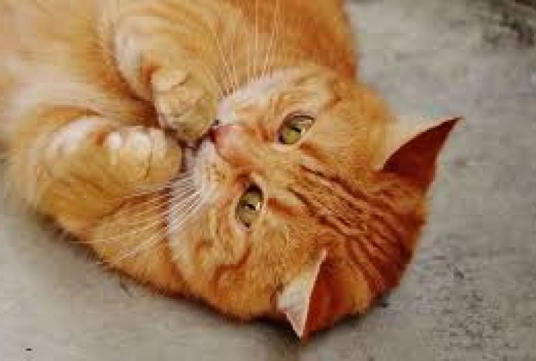 are orange cats always male