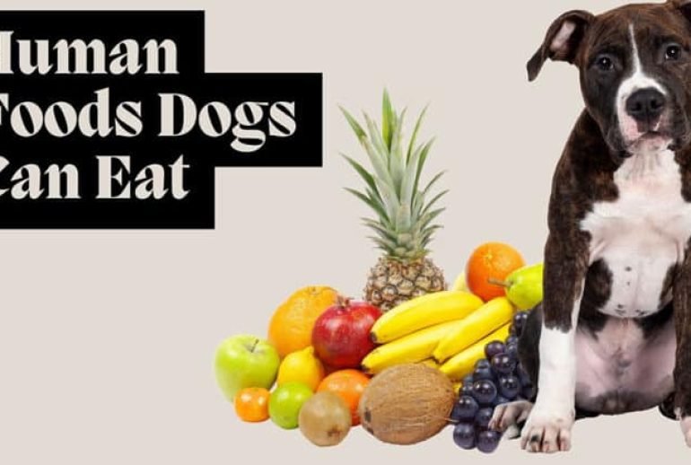 20 human foods dogs can eat
