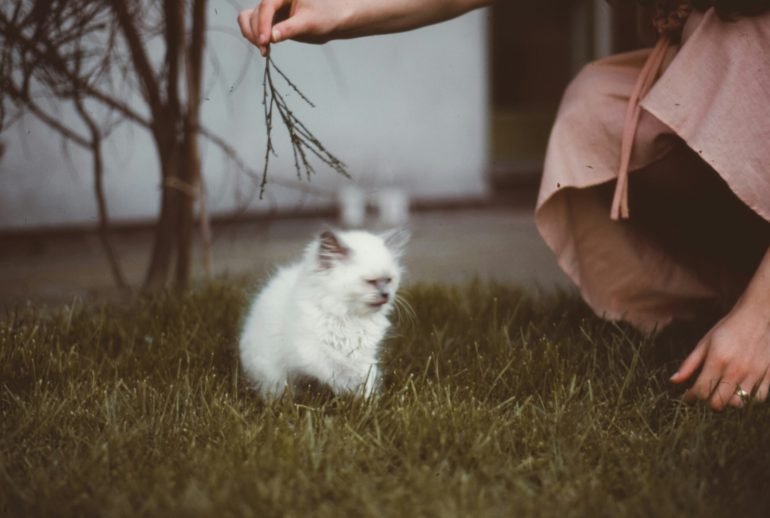 how to litter train a kitten
