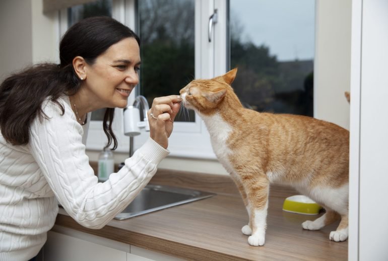 how to introduce a kitten to a cat