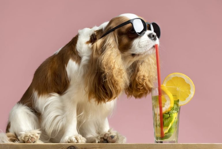 female dog has a fishy smell