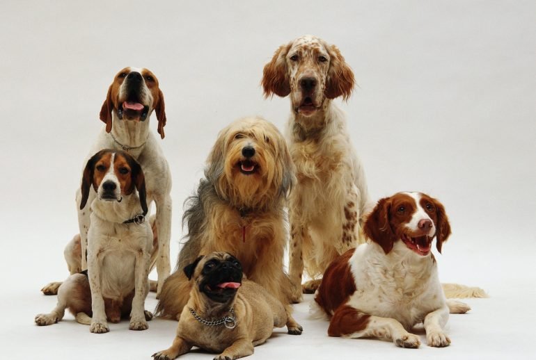 7 types of dog groups
