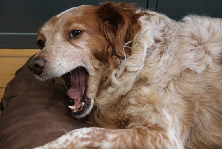 why is my dog shaking